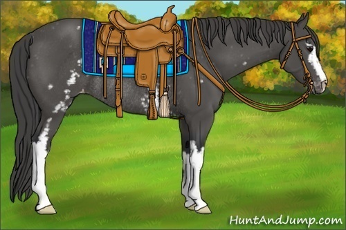 Horse Color:White Spotted Black Appaloosa Rabicano