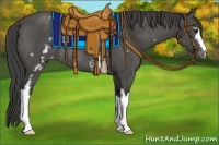 Horse Color:White Spotted Black Appaloosa Rabicano 