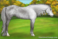 Horse Color:Gray Black Appaloosa 