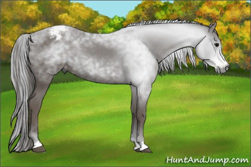 Horse Color:Gray Black Appaloosa 