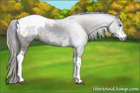 Horse Color:Gray White Spotted Black Appaloosa 