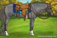 Horse Color:Smoky Black Appaloosa 