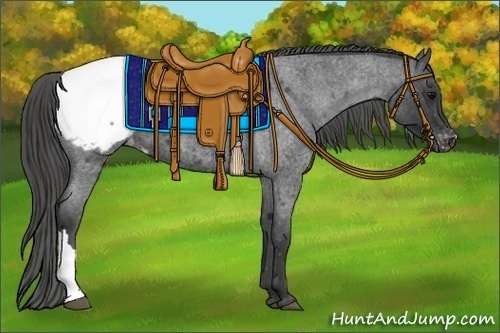 Horse Color:Blue Roan Appaloosa 