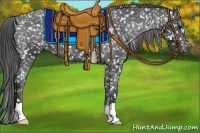 Horse Color:Black Appaloosa