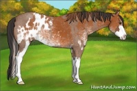 Horse Color:Red Roan Sabino Splash Rabicano  and White Spotted Bay Sabino Blanket Rabicano 