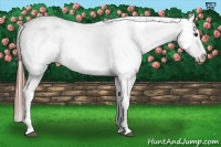 Horse Color:Chestnut Appaloosa 