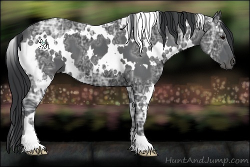 Horse Color:White Spotted Black Ice 