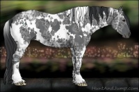 Horse Color:White Spotted Black Ice 