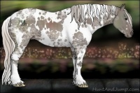Horse Color:White Spotted Silver Black Ice