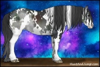 Horse Color:White Spotted Black Sabino