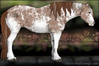 Horse Color:White Spotted Chestnut Ice 