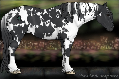 Horse Color:White Spotted Black
