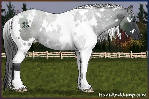 Horse Color:White Spotted Black 