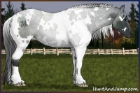 Horse Color:White Spotted Black