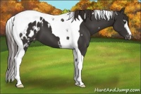 Horse Color:White Spotted Liver Chestnut Tobiano Appaloosa 
