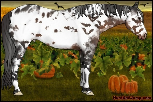 Horse Color:White Spotted Liver Chestnut Frame Appaloosa 