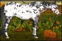 Horse Color:White Spotted Liver Chestnut Frame Appaloosa 