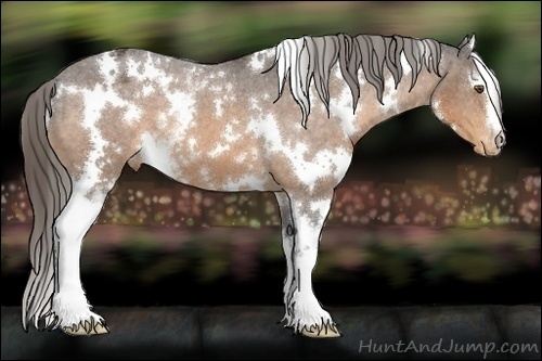 Horse Color:White Spotted Buckskin Appaloosa 