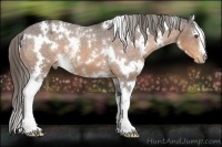 Horse Color:White Spotted Buckskin Appaloosa 
