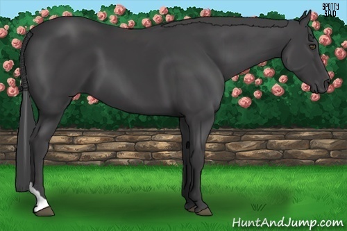 Horse Color:Smoky Black Tobiano