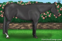 Horse Color:Smoky Black Tobiano