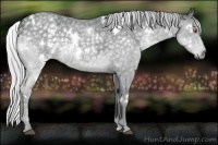Horse Color:White Spotted Silver Blue Chinchilla Roan