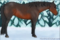Horse Color:Brown Rabicano 