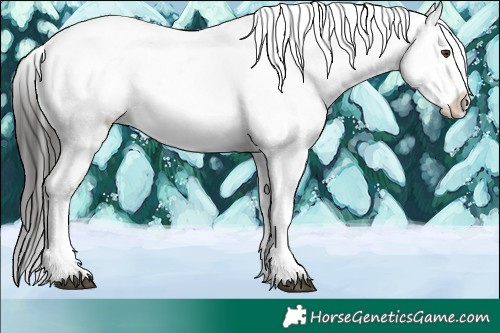 Horse Color:White Spotted Liver Chestnut Appaloosa 
