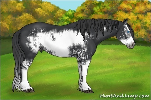 Horse Color:Black Splash Frame and Black Splash Frame
