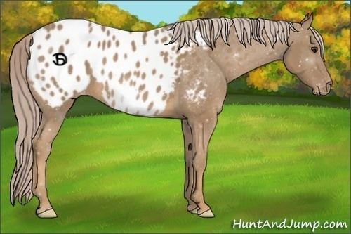 Horse Color:Palomino Appaloosa 