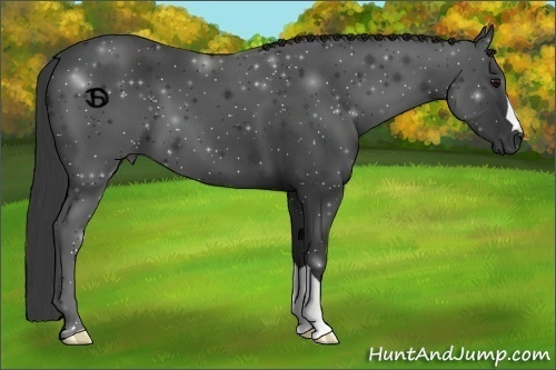 Horse Color:Smoky Black 