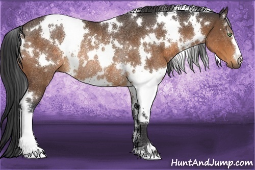 Horse Color:White Spotted Buckskin Rabicano
