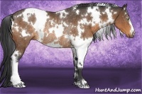 Horse Color:White Spotted Buckskin Rabicano