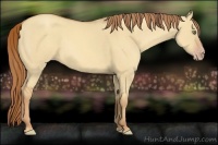 Horse Color:Gold Champagne Dun 