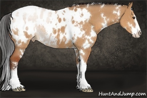 Horse Color:White Spotted Bay Dun Sabino Appaloosa 