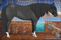 Horse Color:Blue Roan 