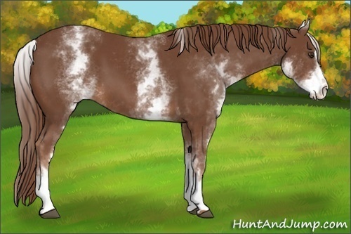 Horse Color:White Spotted Chestnut Sabino 