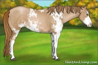 Horse Color:Chestnut Pearl Sabino 