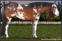 Horse Color:Bay Sabino Rabicano