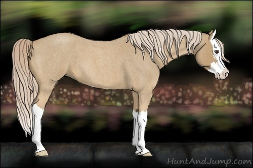 Horse Color:Palomino Roan Splash 