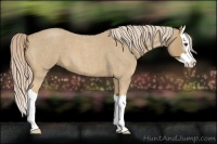 Horse Color:Palomino Roan Splash 