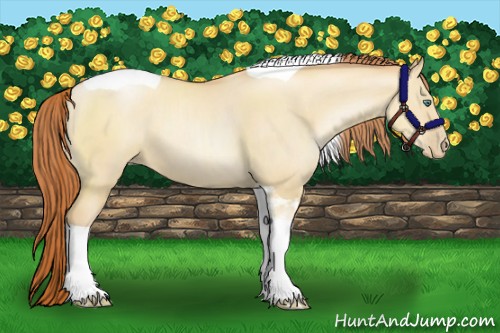 Horse Color:Classic Champagne Pearl Dun Sabino Tobiano 