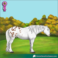 Horse Color:Silver Brown Splash Appaloosa 