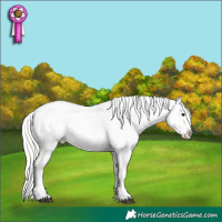 Horse Color:Silver Brown Splash Appaloosa 
