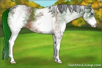 Horse Color:White Spotted Bay 