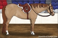 Horse Color:Red Dun Sabino Rabicano