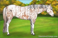 Horse Color:Bay Splash Tobiano Appaloosa  and Amber Champagne Splash Tobiano Appaloosa 