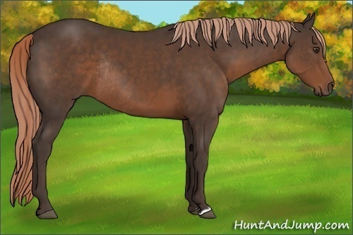 Horse Color:Liver Chestnut Rabicano 