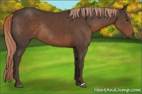Horse Color:Liver Chestnut Rabicano 