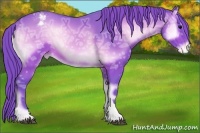 Horse Color:Watercolor Buckskin Ice Onyx Appaloosa 
